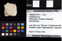 Foto (Objket + Etiketten) von Cyclothyreus sp. 